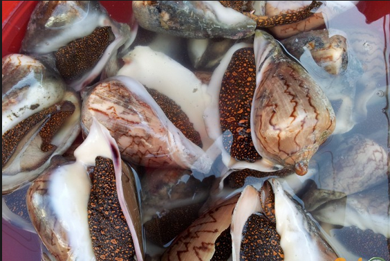 nguồn cung hải sản - hải sản tươi sống giá rẻ cho nhà hàng quán nhậu tp.hcm - 7